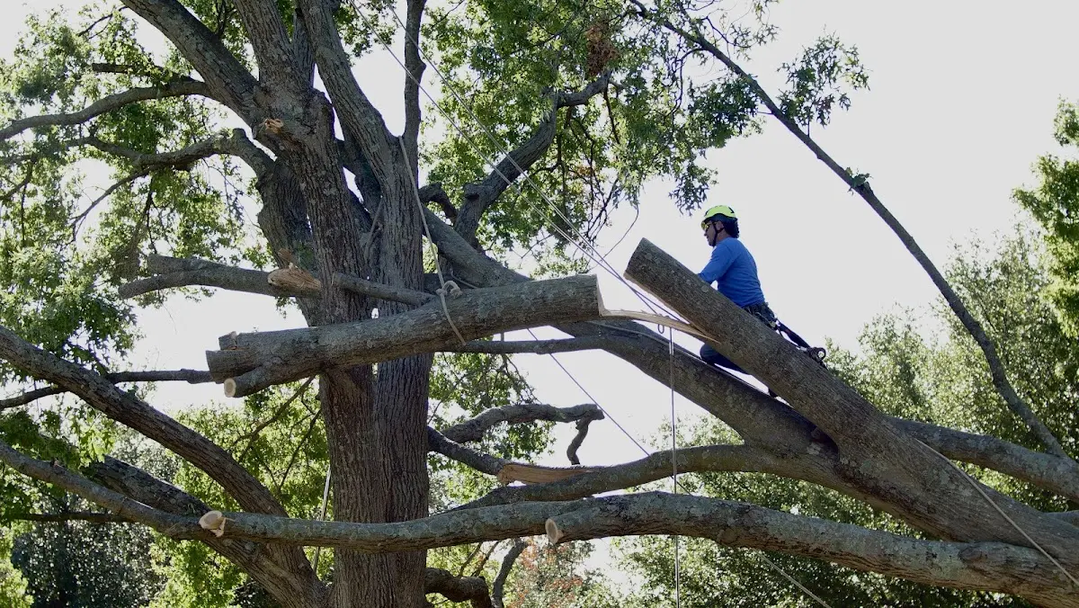 Professional Hazardous Tree Removal performed by certified arborists in Bradleyville
