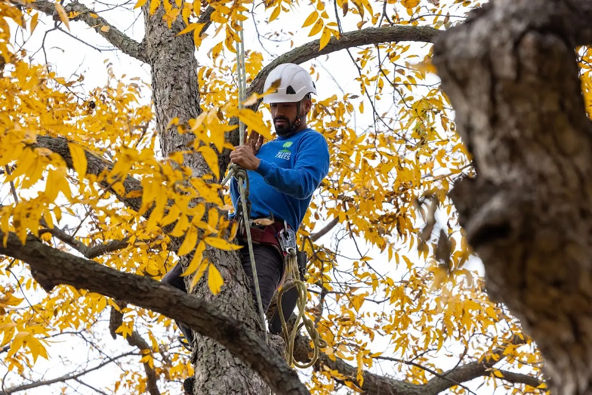 Skilled Tree Transplanting crew working in Bradleyville