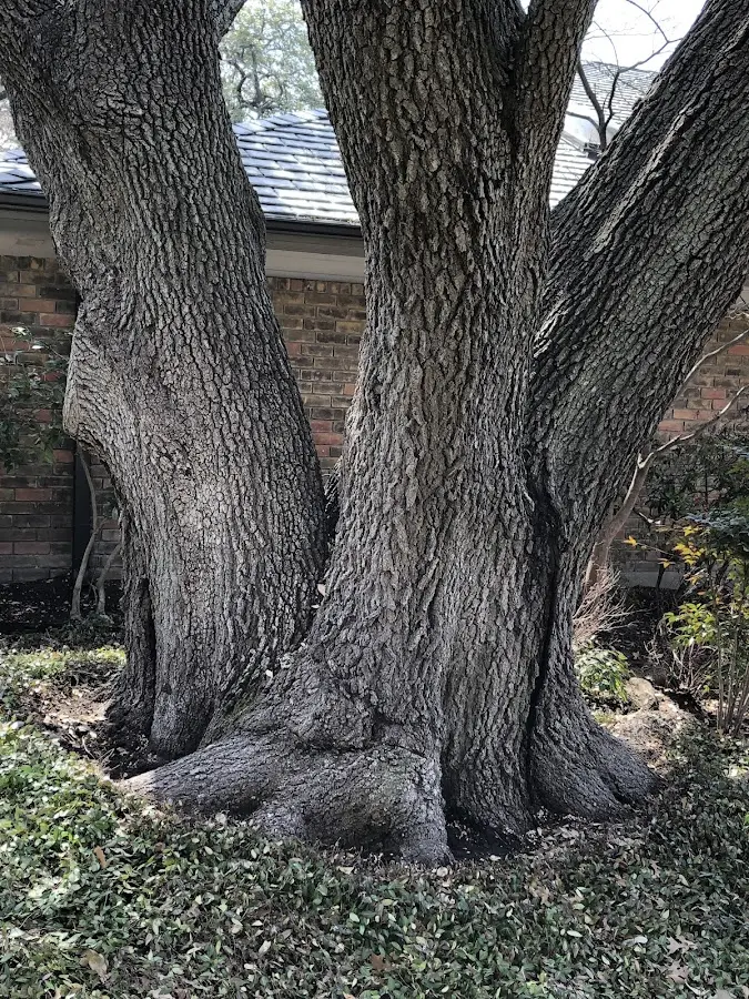 Mature heritage tree close to a Bradleyville property cared for by certified arborists